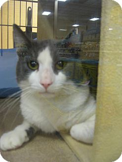 Manx Cat for Sale in Temple, Pennsylvania - Hoitt Manx Cat for Sale in Temple, Pennsylvania - Hoitt