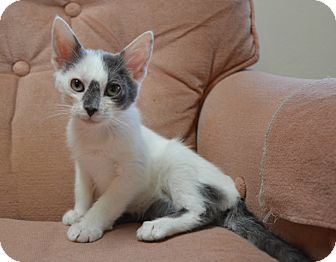 Domestic Mediumhair Kitten for Sale in Vacaville, California - Vanessa Domestic Mediumhair Kitten for Sale in Vacaville, California - Vanessa