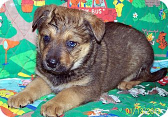Australian Cattle Dog/German Shepherd Dog Mix Puppy for Sale in Sussex, New Jersey - keith ONE BLUE EYE :) Australian Cattle Dog/German Shepherd Dog Mix Puppy for Sale in Sussex, New Jersey - keith ONE BLUE EYE :)