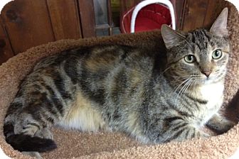 Domestic Shorthair Cat for Sale in Grand Rapids, Michigan - Bansari Domestic Shorthair Cat for Sale in Grand Rapids, Michigan - Bansari