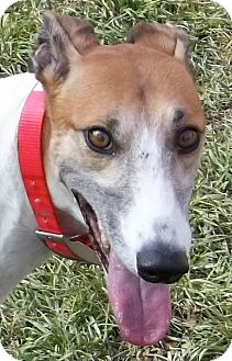 Greyhound Dog for Sale in Longwood, Florida - Boc's Disappear Greyhound Dog for Sale in Longwood, Florida - Boc's Disappear