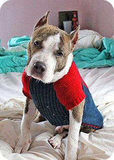 American Pit Bull Terrier Mix Dog for Sale in Howell, Michigan - Bink American Pit Bull Terrier Mix Dog for Sale in Howell, Michigan - Bink