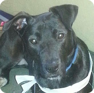 Labrador Retriever Mix Dog for Sale in Bellingham, Washington - Macy Labrador Retriever Mix Dog for Sale in Bellingham, Washington - Macy