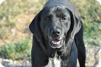 Labrador Retriever Mix Dog for Sale in New cumberland, West Virginia - Toby Labrador Retriever Mix Dog for Sale in New cumberland, West Virginia - Toby
