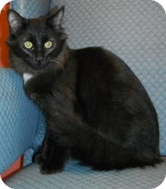 Domestic Longhair Kitten for Sale in Jackson, Michigan - Lilac Domestic Longhair Kitten for Sale in Jackson, Michigan - Lilac