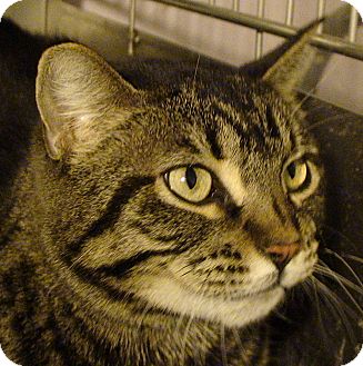 Domestic Shorthair Cat for Sale in El Cajon, California - Amy Domestic Shorthair Cat for Sale in El Cajon, California - Amy