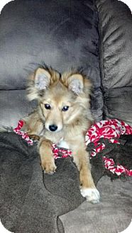 Collie/Pomeranian Mix Puppy for Sale in Atascadero, California - Theodore AKA Teddy Collie/Pomeranian Mix Puppy for Sale in Atascadero, California - Theodore AKA Teddy