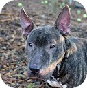 Bull Terrier Dog for Sale in Tinton Falls, New Jersey - Sputnik Bull Terrier Dog for Sale in Tinton Falls, New Jersey - Sputnik