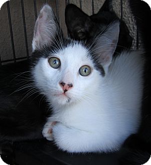 Domestic Shorthair Cat for Sale in San Diego, California - Newton Domestic Shorthair Cat for Sale in San Diego, California - Newton