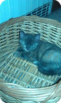 Domestic Shorthair Kitten for Sale in New York, New York - Dallas and Houston Domestic Shorthair Kitten for Sale in New York, New York - Dallas and Houston