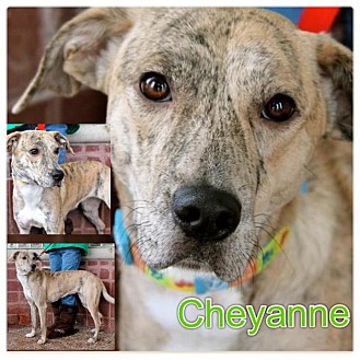 Whippet/Labrador Retriever Mix Dog for Sale in Westland, Michigan - Cheyanne Whippet/Labrador Retriever Mix Dog for Sale in Westland, Michigan - Cheyanne