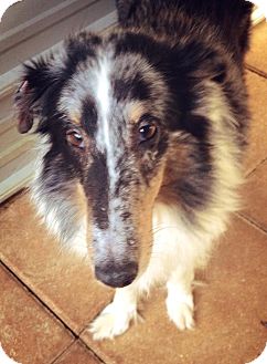 Sheltie, Shetland Sheepdog Mix Dog for Sale in Gainesville, Florida - Cookie Sheltie, Shetland Sheepdog Mix Dog for Sale in Gainesville, Florida - Cookie