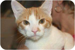 Domestic Shorthair Cat for Sale in Griffin, Georgia - Garfield Domestic Shorthair Cat for Sale in Griffin, Georgia - Garfield