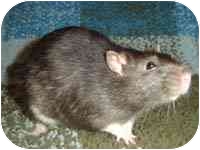 Rat for Sale in Winner, South Dakota - Art Rat for Sale in Winner, South Dakota - Art