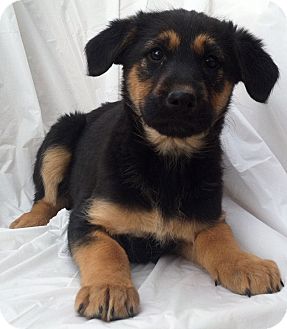 Bernese Mountain Dog/Irish Wolfhound Mix Puppy for Sale in Thousand Oaks, California - Esme Bernese Mountain Dog/Irish Wolfhound Mix Puppy for Sale in Thousand Oaks, California - Esme
