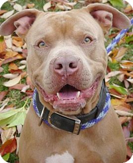 American Pit Bull Terrier Mix Dog for Sale in Red Bluff, California - Riptide-URGENT=$45 adoption fe American Pit Bull Terrier Mix Dog for Sale in Red Bluff, California - Riptide-URGENT=$45 adoption fe
