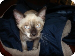 Siamese Kitten for Sale in Gilbert, Arizona - Chai Siamese Kitten for Sale in Gilbert, Arizona - Chai