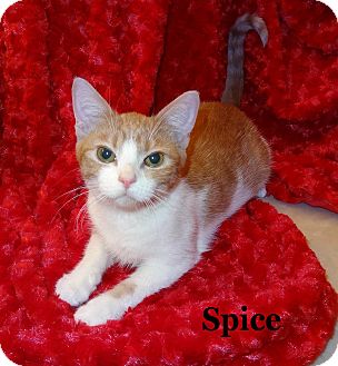 Domestic Shorthair Kitten for Sale in Bentonville, Arkansas - Spice Domestic Shorthair Kitten for Sale in Bentonville, Arkansas - Spice
