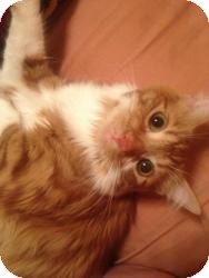 Domestic Mediumhair Cat for Sale in Gilbert, Arizona - Taz Domestic Mediumhair Cat for Sale in Gilbert, Arizona - Taz