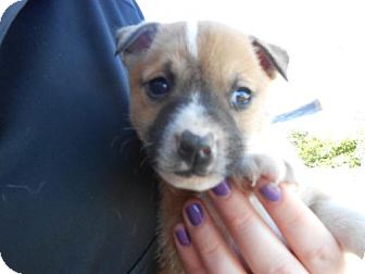 German Shepherd Dog Mix Puppy for Sale in Atascadero, California - Jason German Shepherd Dog Mix Puppy for Sale in Atascadero, California - Jason