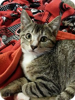 Domestic Shorthair Kitten for Sale in Dry Branch, Georgia - Pearl Domestic Shorthair Kitten for Sale in Dry Branch, Georgia - Pearl