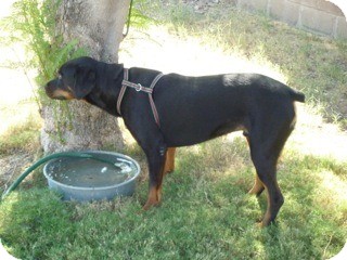 Rottweiler Dog for Sale in Phoenix, Arizona - Nitro - Only $55 adoption fee! Rottweiler Dog for Sale in Phoenix, Arizona - Nitro - Only $55 adoption fee!