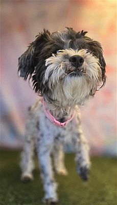 Phoenix Az Shih Tzu Poodle Miniature Meet Oreo A Pet For Adoption