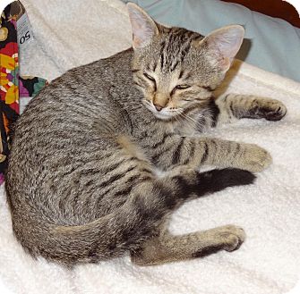 Domestic Shorthair Kitten for Sale in Bentonville, Arkansas - Tina Domestic Shorthair Kitten for Sale in Bentonville, Arkansas - Tina