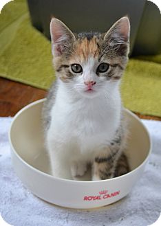 Domestic Shorthair Kitten for Sale in Oceanside, New York - Lucie Domestic Shorthair Kitten for Sale in Oceanside, New York - Lucie