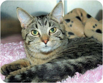 Domestic Shorthair Cat for Sale in Edmonton, Alberta - Zsa Zsa Domestic Shorthair Cat for Sale in Edmonton, Alberta - Zsa Zsa
