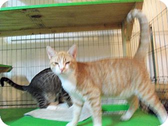 Domestic Shorthair Kitten for Sale in Catasauqua, Pennsylvania - Simon Domestic Shorthair Kitten for Sale in Catasauqua, Pennsylvania - Simon