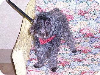Poodle (Miniature) Mix Dog for Sale in New Castle, Pennsylvania - Poodle (Miniature) Mix Dog for Sale in New Castle, Pennsylvania -