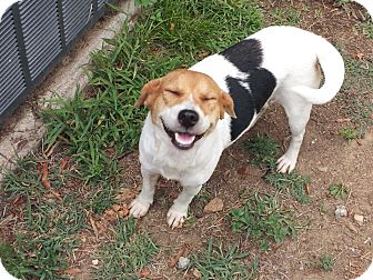Jack Russell Terrier/Beagle Mix Dog for Sale in Conway, Arkansas - Lucy Lu Jack Russell Terrier/Beagle Mix Dog for Sale in Conway, Arkansas - Lucy Lu