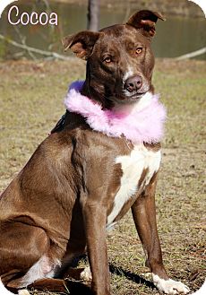 Labrador Retriever/Chesapeake Bay Retriever Mix Dog for Sale in Wilmington, Delaware - Cocoa Labrador Retriever/Chesapeake Bay Retriever Mix Dog for Sale in Wilmington, Delaware - Cocoa