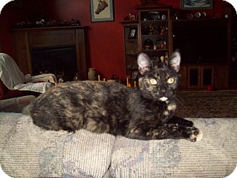 Domestic Shorthair Cat for Sale in Dover, Ohio - Tootsie Domestic Shorthair Cat for Sale in Dover, Ohio - Tootsie