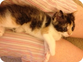 Domestic Shorthair Kitten for Sale in Emsdale (Huntsville), Ontario - Jill - Born in October 2012! Domestic Shorthair Kitten for Sale in Emsdale (Huntsville), Ontario - Jill - Born in October 2012!