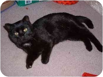 Domestic Shorthair Cat for Sale in Lethbridge, Alberta - Brave Heart Domestic Shorthair Cat for Sale in Lethbridge, Alberta - Brave Heart