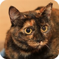 Domestic Shorthair Cat for Sale in Albany, New York - Astrid Domestic Shorthair Cat for Sale in Albany, New York - Astrid
