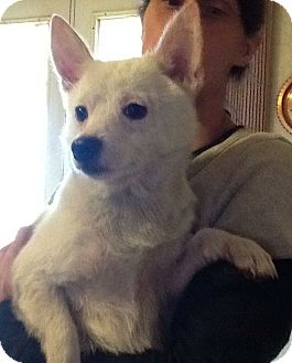 Pembroke Welsh Corgi/Labrador Retriever Mix Puppy for Sale in Stamford, Connecticut - Danny Pembroke Welsh Corgi/Labrador Retriever Mix Puppy for Sale in Stamford, Connecticut - Danny
