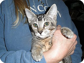 Domestic Shorthair Kitten for Sale in Middletown, Connecticut - Jeffrey Domestic Shorthair Kitten for Sale in Middletown, Connecticut - Jeffrey