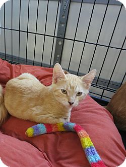 Domestic Shorthair Kitten for Sale in Speonk, New York - Everett Domestic Shorthair Kitten for Sale in Speonk, New York - Everett