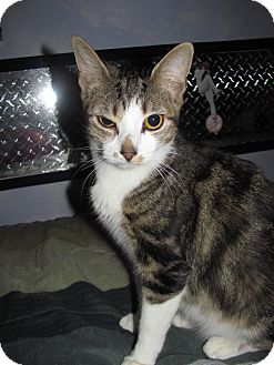 Domestic Shorthair Cat for Sale in Oxford, Connecticut - Lovee Domestic Shorthair Cat for Sale in Oxford, Connecticut - Lovee