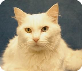 Turkish Angora Cat for Sale in Sacramento, California - Sofia Turkish Angora Cat for Sale in Sacramento, California - Sofia