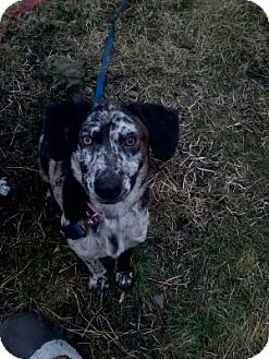 Catahoula Leopard Dog Mix Dog for Sale in McKeesport, Pennsylvania - Maih Catahoula Leopard Dog Mix Dog for Sale in McKeesport, Pennsylvania - Maih