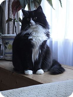 Domestic Longhair Cat for Sale in Mission, British Columbia - Flo Domestic Longhair Cat for Sale in Mission, British Columbia - Flo