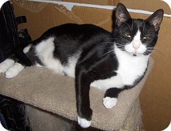 Domestic Shorthair Cat for Sale in Richmond, Virginia - Chickadee Domestic Shorthair Cat for Sale in Richmond, Virginia - Chickadee