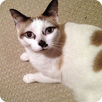 Snowshoe Cat for Sale in Mississauga, Ontario, Ontario - Odille Snowshoe Cat for Sale in Mississauga, Ontario, Ontario - Odille