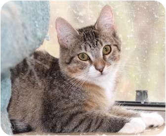 Domestic Shorthair Cat for Sale in Scottsdale, Arizona - Mimi Domestic Shorthair Cat for Sale in Scottsdale, Arizona - Mimi