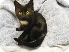 Domestic Shorthair Kitten for Sale in Eagan, Minnesota - Zoey Domestic Shorthair Kitten for Sale in Eagan, Minnesota - Zoey