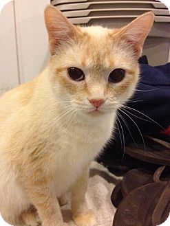 Siamese Cat for Sale in Grand Rapids, Michigan - Jordyn Siamese Cat for Sale in Grand Rapids, Michigan - Jordyn